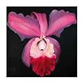 Siona 1056 Original Hand-Painted Oil on Canvas by Carl Sebastian- 32x32"