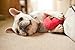 P.L.A.Y. Cute Plush Dog Toys - Fruit & Vegetable Themed Durable Squeaker Chew Toy, Great for Puppies & Small, Medium, Large Dogs - Machine Washable, Recycled Materials (Garden Fresh Apple, Medium)