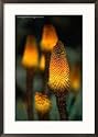Red Hot Poker Plant from the Sanetti Plateau, Bale Mountains National Park, Oromia, Ethiopia Framed Photographic Poster Print by Ariadne Van Zandbergen, 21x29