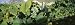 Bunch of Grapes in a Vineyard, Sao Miguel, Ponta Delgada, Azores, Portugal Travel Photographic Poster Print by Panoramic Images, 20x60