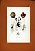 Cubercules Root Bulb Flower Botanical Hand Colored