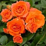 バラ苗 アンバーメイアンディナ 国産大苗裸苗 ミニアチュア系ポットローズ 四季咲き中輪 オレンジ系