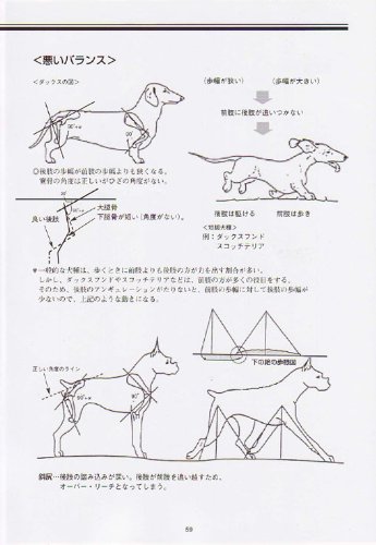 新 絵でみる犬の構成と歩様