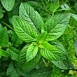 peppermint essential oil