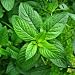 peppermint essential oil - 1 fl oz