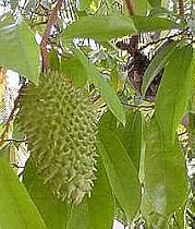Soursop Leaves Tea