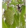 Soursop Leaves Tea
