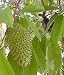Soursop Leaves Tea