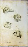 1825 GREYHOUND WHITTAKER DOGS BULL MASTIFF SPANIEL