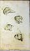 1825 GREYHOUND WHITTAKER DOGS BULL MASTIFF SPANIEL