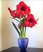 Amaryllis Benfica in a Violet Glass Vase - New