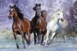 Posters: Horses Poster - Langrish, Running (36 X 24 Inches)