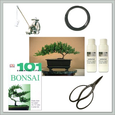 Joebonsai - Do It Yourself Bonsai Tree Starter Kit with Juniper