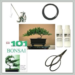 Bonsai Tree Juniper