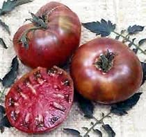 Cherokee Purple Tomato 4 Plants - ORDER NOW!