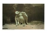 New York City, New York - Octopus at the Aquarium Premium Poster Print, 12x16