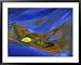 Birch Leaf in River Current with Autumn and Sky Reflections, Upper Peninsula, Michiga...