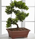 Peace & Harmony Juniper Bonsai - 14