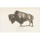 American Bison (Print On Demand)