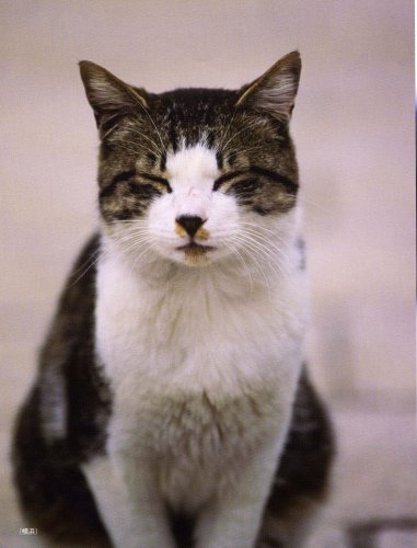 わらいねこ 幸せの招き猫相澤京子