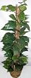 3' Vining Silk Philodendron Plant