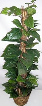 3' Vining Silk Philodendron Plant