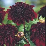 Soulman Powder - Puff Dahlia: 1 Tuber - B000P5KQSG