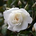 Strauchrose "Schneewittchen &reg;" - (5-Liter Topf)
