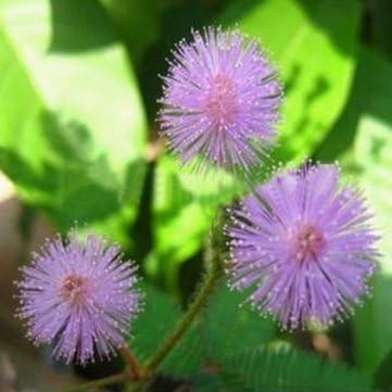 Souked Herb Sensitive pink Moving Hostilis Mimosa Pudica seeds Plant