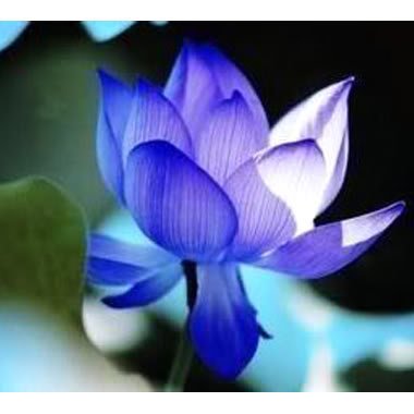 Wotefusi Lotus flower Nelumbo nucifera 5 seed diamond Blue Plant
