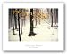 Quiet Woods by David Lorenz Winston 16.25"x24.5" Art Print Poster