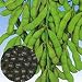 Soybeans Edamame Black Seeds 7 Grams