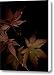 Bloodgood Japanese Maple Canvas Print / Canvas Art - Artist Tamara Stoneburner