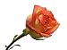 Multi Colored Rose - 24