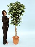 光触媒 観葉植物 ベンジャミンリアナ 190cm