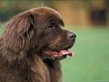 Brown Newfoundland Dog Portrait Photographic Poster Print by Adriano Bacchella, 16x12