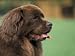 Brown Newfoundland Dog Portrait Animals Photographic Poster Print by Adriano Bacchella, 12x9