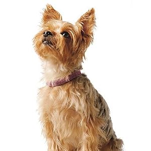 Swarovski Crystal Pet Necklace - Light Rose, XX-Large (16"L) - Frontgate