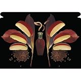 Ne'qwa Art 906 Apples & Spice Lamp Oil