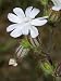 White Flower of a Species of Silene, a Campion or Catchfly Photographic Poster Print by Stephen Sharnoff, 24x32