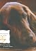 Conversations with Dog: An Uncommon Dogalog of Canine Wisdom