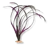 VIBRAN-SEA NARROW EEL GRASS SILK-STYLE AQUARIUM PLANT, LARGE 13-14″ TALL, PLUM