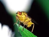 Dung Fly, Pennsylvania, USA Art Photographic Poster Print by David Northcott, 12x9