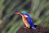 Malachite Kingfisher - Peel and Stick Wall Decal by Wallmonkeys