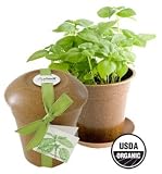 Rice Hull Garden - Lemon Basil