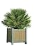 Palmier Chamaerops Humilis - 24