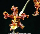 Onc. maculatum x Onc. powellii (photo)