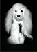 Soft Cuddly Alpaca Stuffed Animal Hand Made Pet Dog Teddy Bear APD_WHITEBROWN10_073