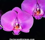 Phal Midnight Kiss