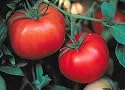 Box Car Willie Tomato 4 Plants